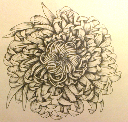 Chrysanthemum Drawing And drawing from the heart